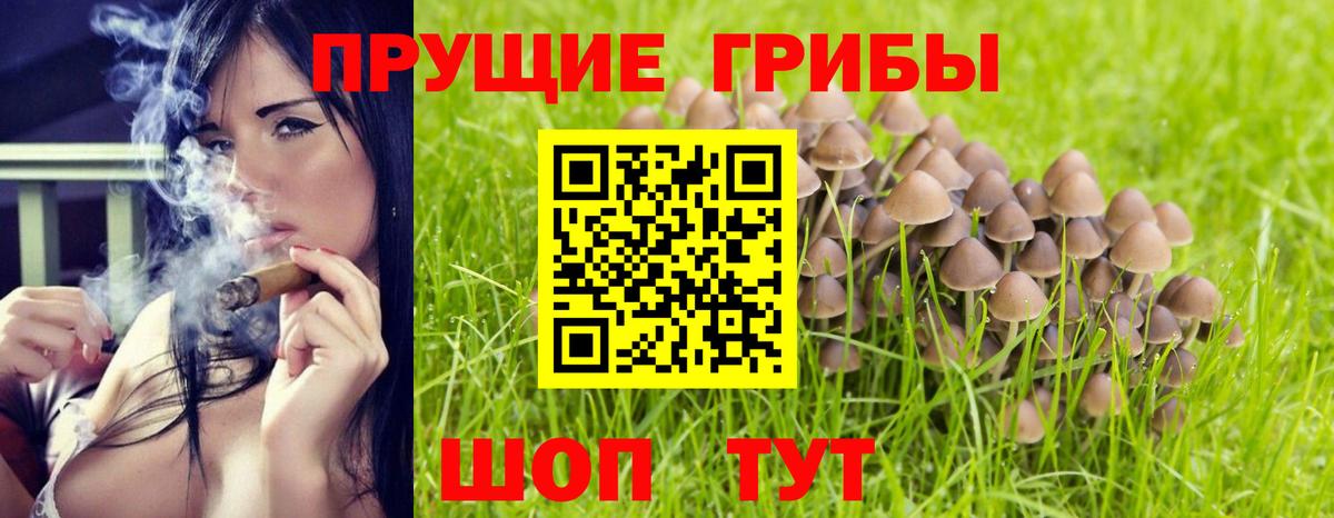 Псилоцибиновые грибы GOLDEN TEACHER  Вход с VPN  Псилоцибиновые грибы GOLDEN TEACHER  где продают наркотики  Славянск-на-Кубани 